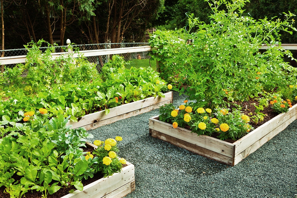 Picture of Vegetable Garden Drip Kit-6 in Spacing